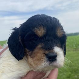Cavapoos, Poodles, and Springerdoodles from Sugarland Puppies