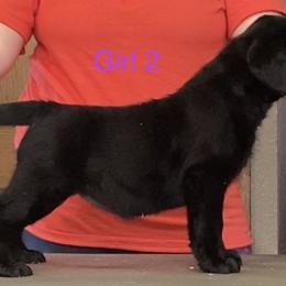 Labrador Retriever Puppies from R Little Retrievers