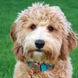 Goldendoodles from Kentucky Goldendoodles