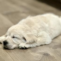 Golden Retriever Puppies from Mule City Kennels