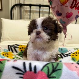 Dottie - Liver and white female Shih Tzu puppy in Riverside, California from It’s a Shih Tzu world