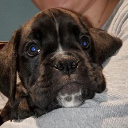 Boxer Puppies from Aleman Euro Boxers