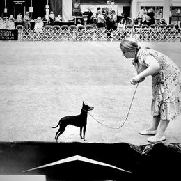 Airy - Manchester Terrier