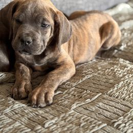 Xena - Gray brindle female Cane Corso puppy in Compton, California from Urban League Cane Corso