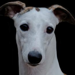 Angel - Whippet