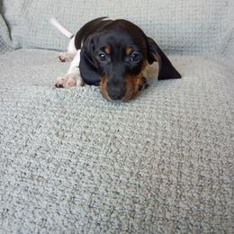 Boy 2 - Black and tan male Dachshund puppy in Gracemont, Oklahoma from Frank's Mini Doxies