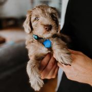 Bernedoodle and Whoodle Puppies from Fleury Farm Doodles NC