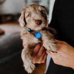 Bernedoodle and Whoodle Puppies from Fleury Farm Doodles NC