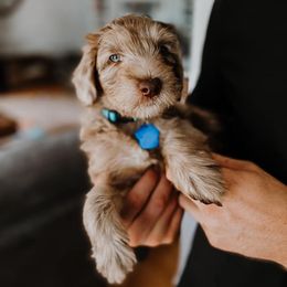 Bernedoodle and Whoodle Puppies from Fleury Farm Doodles NC