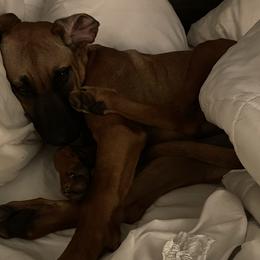 Rhodesian Ridgebacks from Lori Walker