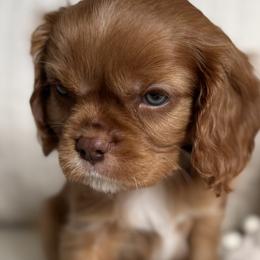 Ember - Chocolate male Cavalier King Charles Spaniel puppy in Beckley, West Virginia from By Design Doodles