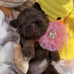 Lady Godiva - Chocolate female Shih Tzu puppy in Coolidge, Arizona from Shih Tzu’s  ‘N’ Love