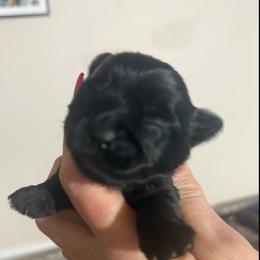 Gomer - Black male Morkie puppy in Florence, Kentucky from 4paws4ever by Design