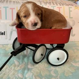 Uriel - Red and white male Cockapoo puppy in Indiana from MoonShine Babies