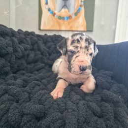Mary - Harlequin female Great Dane puppy in Granby, Missouri from HCR Great Danes