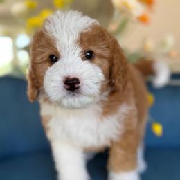 Prince - Red male Bernedoodle puppy in Yuciapa, California from AlltheDoodlez_