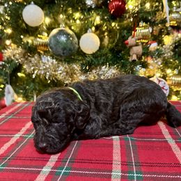 Comet - Chocolate male Labradoodle puppy in Candler, North Carolina from Maple Bakin’ Doodles