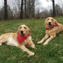 Sally - Golden Retriever