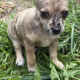 Chihuahua Puppies from Nine Mile Farms