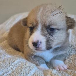 Elsa - Fawn female Pembroke Welsh Corgi puppy in Checotah, Oklahoma from Skoal Creek Corgi's