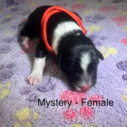 Mystery - female Sporty Mix puppy in Richland, Michigan from Seay's Sporty Mixes