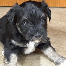 Jet - Black male Miniature Schnauzer puppy in Lebanon, Oregon from LJ Mini Schnauzers