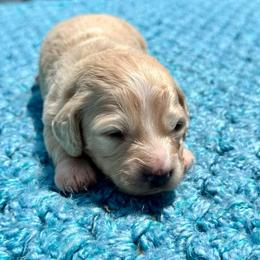Beau - 3000 - Cream male Dachshund puppy in Biloxi, Mississippi from Southern Doxies Ms