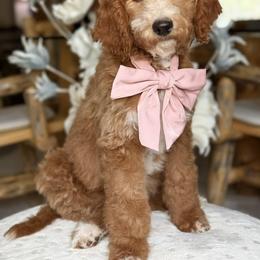 Sammy - Lavendar - Red  female Goldendoodle puppy in Yuciapa, California from AlltheDoodlez_
