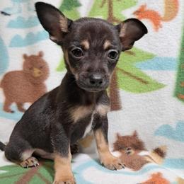 Arlo - Black and tan male Chihuahua puppy in Bell, Florida from BellCrist Aussies