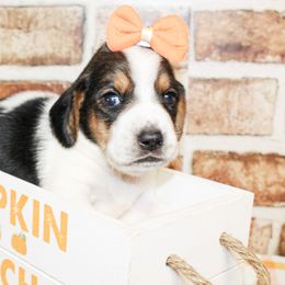 Girl 4 - female Basset Hound puppy in Antlers, Oklahoma from Rocking H