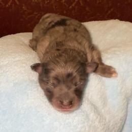 Titan - Blue merle male Pomeranian puppy in Los Angeles, California from AMAYSING Pups
