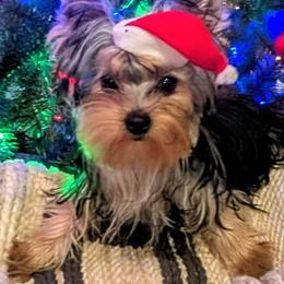 Yorkshire Terrier All Grown Up from Cypress Creek Yorkies
