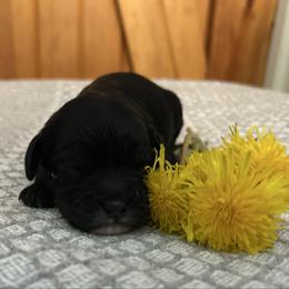 Boy 3 - Black male Cavapoo puppy in Milan, Illinois from Poppy Garden Doodles