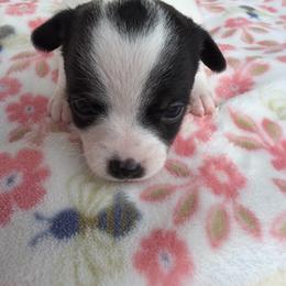 Annie - Black and white female Chihuahua puppy in Amity, Pennsylvania from Rhoda and Verna