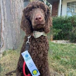 Green collar, Otto - Brown male Poodle puppy in Colorado Springs, Colorado from Silly's Standard Poodles