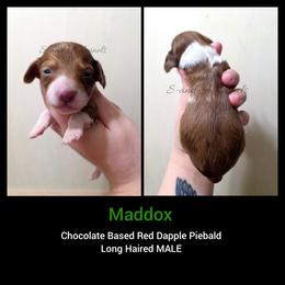 Maddox - Dapple male Dachshund puppy in Quitman, Mississippi from S-and-A Kennels