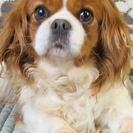 Cavalier King Charles Spaniels from Stephany's Cavalier King Charles Spaniels