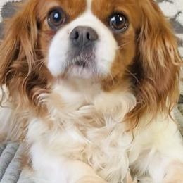 Cavalier King Charles Spaniels from Stephany's Cavalier King Charles Spaniels