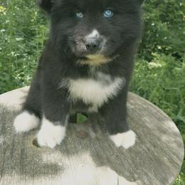 Disciple - Black male Siberian Husky puppy in West Liberty, Ohio from Skyfallsiberians
