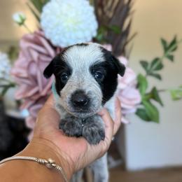 Bailey - Blue female Australian Cattle Dog puppy in Sahuarita, Arizona from A2 Australian Cattle Dogs