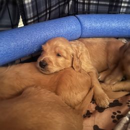 Goldendoodle Puppies from Spring Doodles