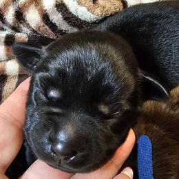 Gray - Black male Labrador Retriever puppy in Siloam Springs, Arkansas from Karemy Kennels (Karemy Labradors)