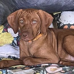 Vizslas from Vizsla of Florida