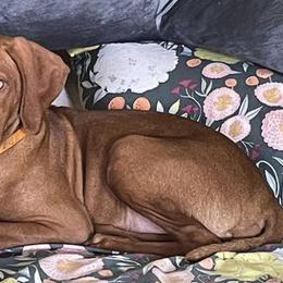 Vizslas from Vizsla of Florida