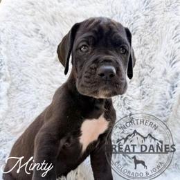 Minty - Black female Great Dane puppy in Sac City, Iowa from Northern Great Danes of Colorado & Iowa