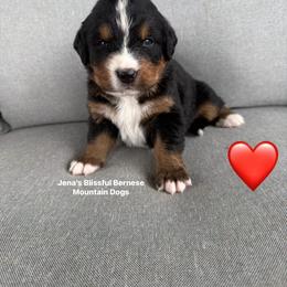 Girl - Black rust and white female Bernese Mountain Dog puppy in Elida, Ohio from Jena's Blissful Bernese Mountain Dogs
