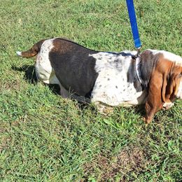 Reese - Basset Hound