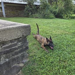 Dutch Shepherd Puppies from Acadia CanineTM