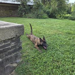 Dutch Shepherd Puppies from Acadia CanineTM