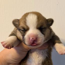 Boy 1 - Red male Pembroke Welsh Corgi puppy in Helmville, Montana from Calie’s Corgis